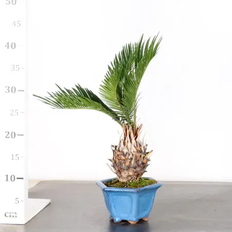 image supplémentaire - CYCAS REVOLUTA 1-2