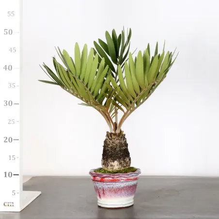 image supplémentaire - ZAMIA 1-16