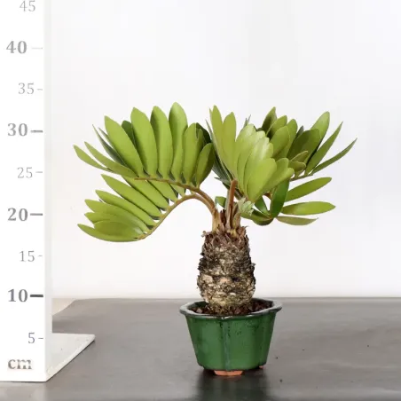image supplémentaire - ZAMIA 2-5