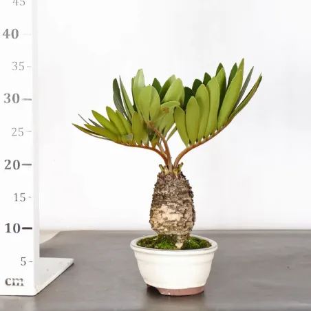 image supplémentaire - ZAMIA 2-9