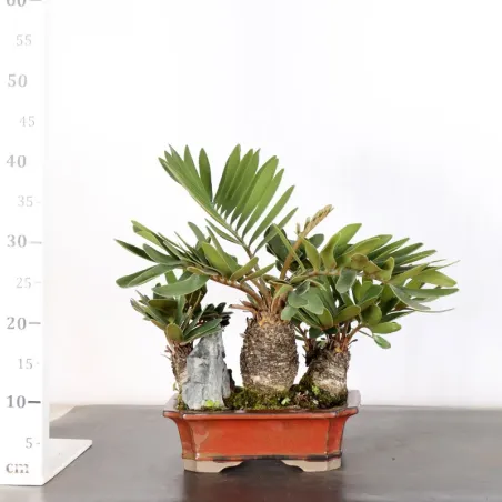 image supplémentaire - ZAMIA 2-12
