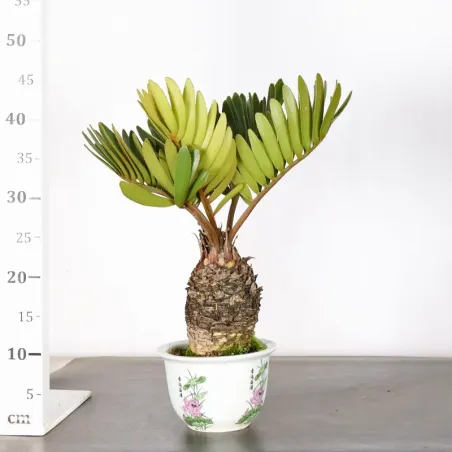 image supplémentaire - ZAMIA 2-13