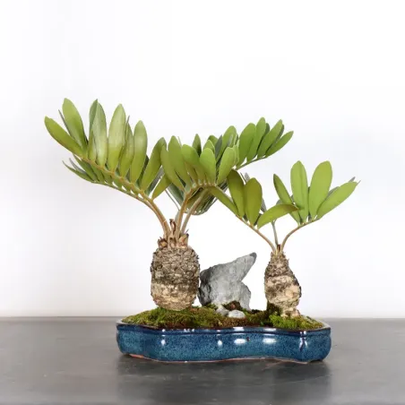 FOREST ZAMIA 2-15