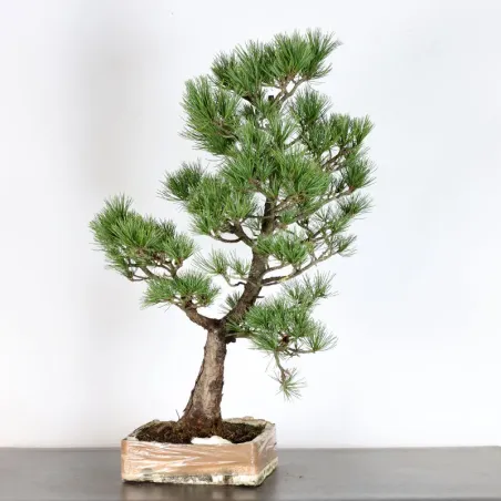 image supplémentaire - BONSAI PIN CEMBRO "PINUS...