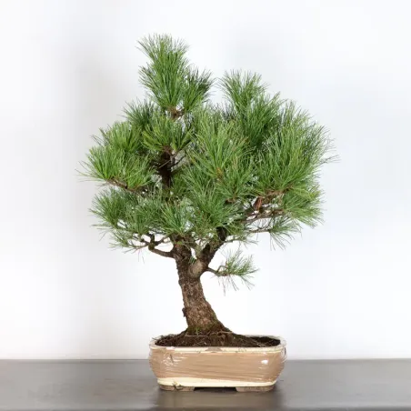 image supplémentaire - BONSAI PIN CEMBRO "PINUS...