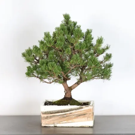 Pin mugo bonsai PM-2-1