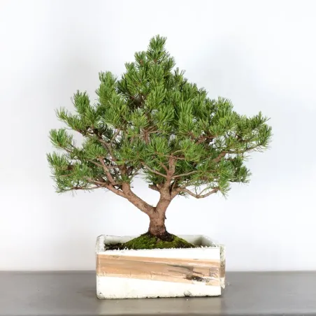 image supplémentaire - BONSAI PIN MUGO 2-1