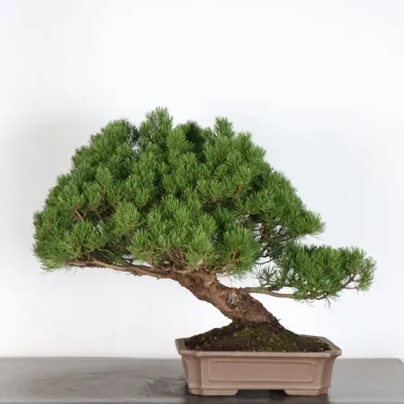 Pin mugo bonsai PM-2-4