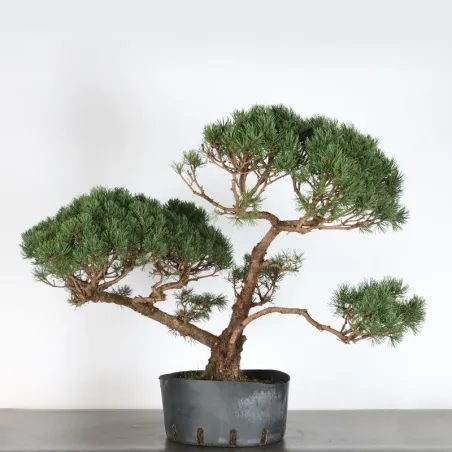 image supplémentaire - BONSAI PINUS MUGO 2-5