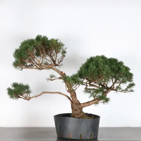 Mugo Bonsai Pine PM-2-5