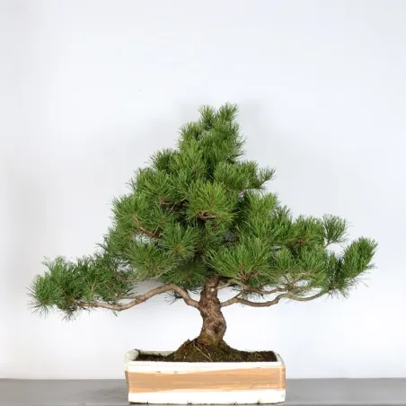 image supplémentaire - PREBONSAI PIN MUGO 2-6