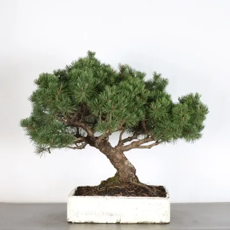 BONSAI PINUS MUGO 2-7