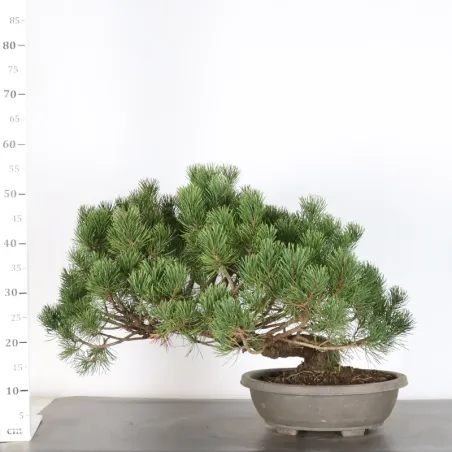 image supplémentaire - PREBONSAI PINUS MUGO 2-8