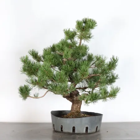 Mugo Bonsai Pine PM-2-9