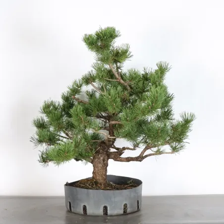 image supplémentaire - BONSAI PIN MUGO 2-9