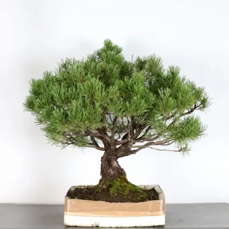 Mugo Bonsai Pine PM-2-10