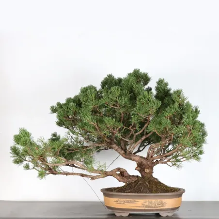 BONSAI PIN MUGO 2-11