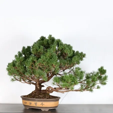image supplémentaire - BONSAI PIN MUGO 2-11