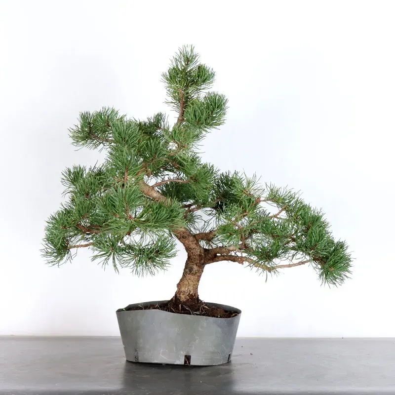 image supplémentaire - BONSAI PIN MUGO 2-12