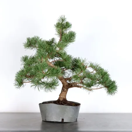 image supplémentaire - BONSAI PINUS MUGO 2-12