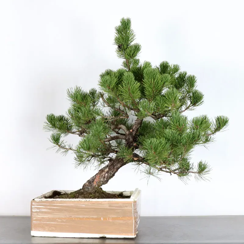 image supplémentaire - PREBONSAI PIN MUGO 2-13