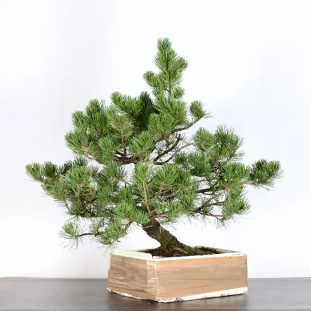 PREBONSAI PINUS MUGO 2-13