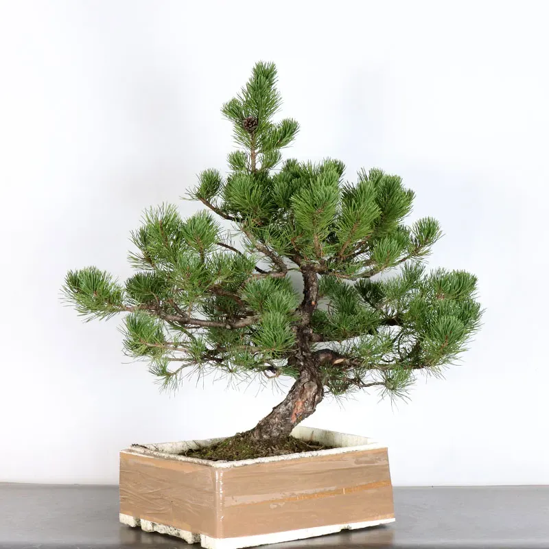 PREBONSAI PINUS MUGO 2-13