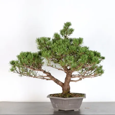 image supplémentaire - BONSAI PIN MUGO 2-14