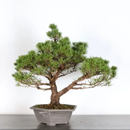BONSAI PINUS MUGO 2-14