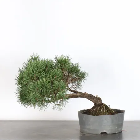 Mugo Bonsai Pine PM-2-15
