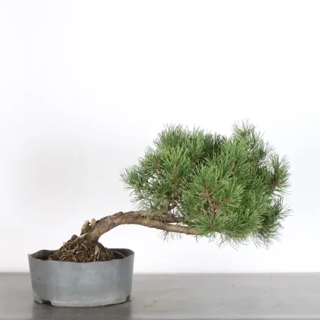 image supplémentaire - PREBONSAI PINUS MUGO 2-15