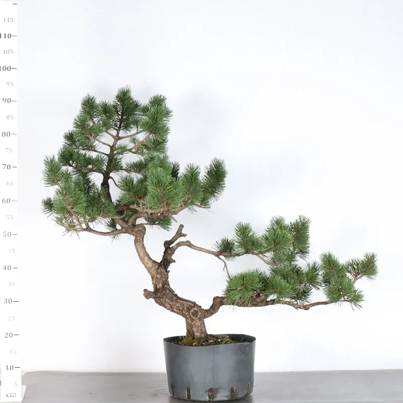 image supplémentaire - BONSAI PINUS MUGO 2-16