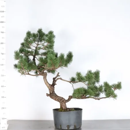 image supplémentaire - BONSAI PINUS MUGO 2-16