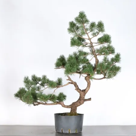 BONSAI PINUS MUGO 2-16