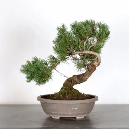 image supplémentaire - BONSAI PIN MUGO 3-1