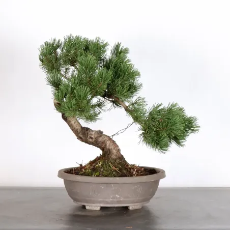 BONSAI PINUS MUGO 3-1