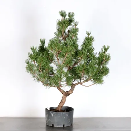 image supplémentaire - PREBONSAI PIN MUGO 3-2
