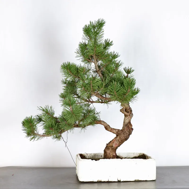 BONSAI PINUS MUGO 3-3
