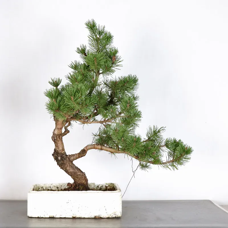 image supplémentaire - BONSAI PINUS MUGO 3-3