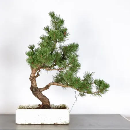 image supplémentaire - BONSAI PIN MUGO 3-3
