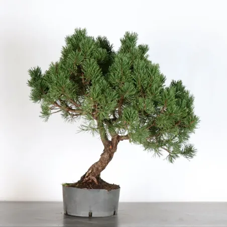 image supplémentaire - PREBONSAI PINUS MUGO 3-6