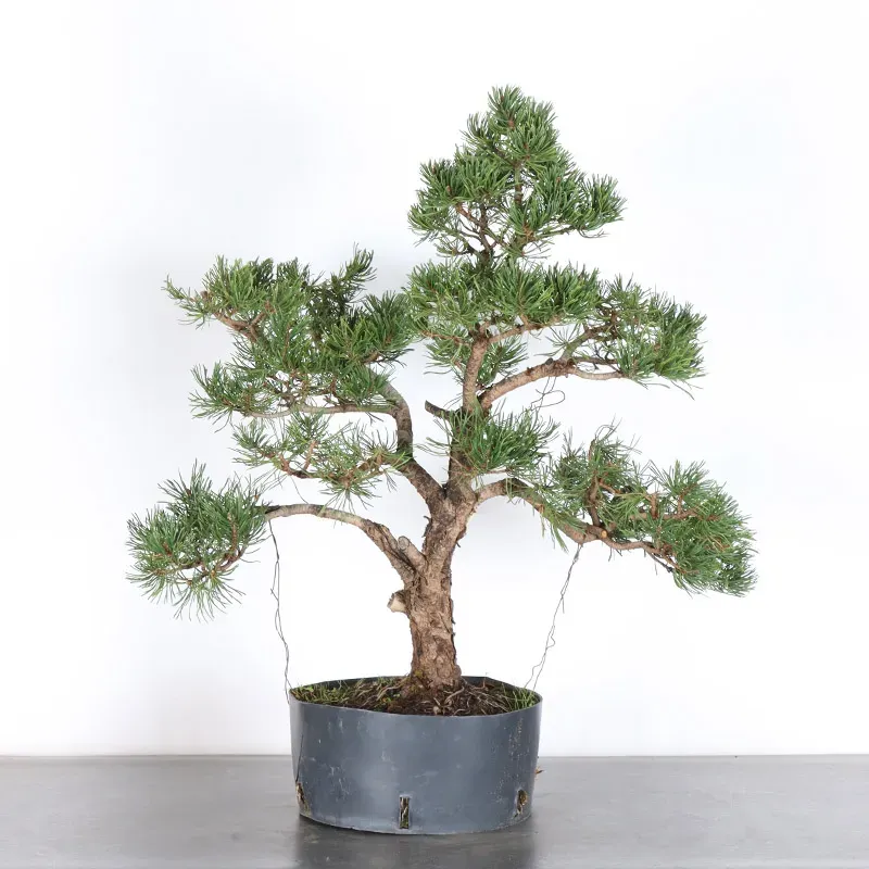 Pin mugo bonsai PM-3-7