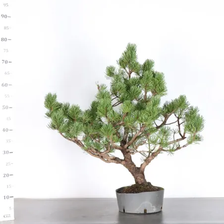 image supplémentaire - PREBONSAI PINUS MUGO 3-8