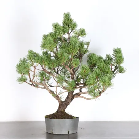 Mugo Bonsai Pine PM-3-8
