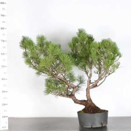 image supplémentaire - PREBONSAI PINUS MUGO 3-9