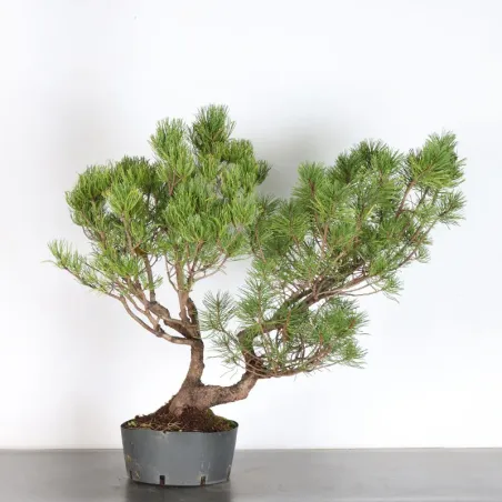 Pin mugo bonsai PM-3-9