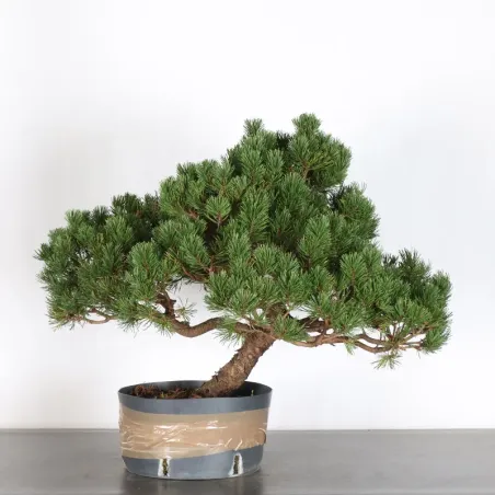 BONSAI PIN MUGO 3-10