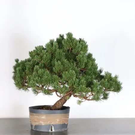 image supplémentaire - BONSAI PIN MUGO 3-10
