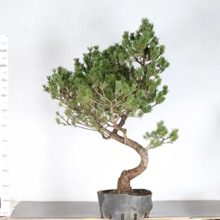 image supplémentaire - BONSAI PIN MUGO 3-11