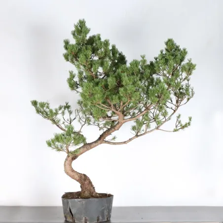 BONSAI PIN MUGO 3-11
